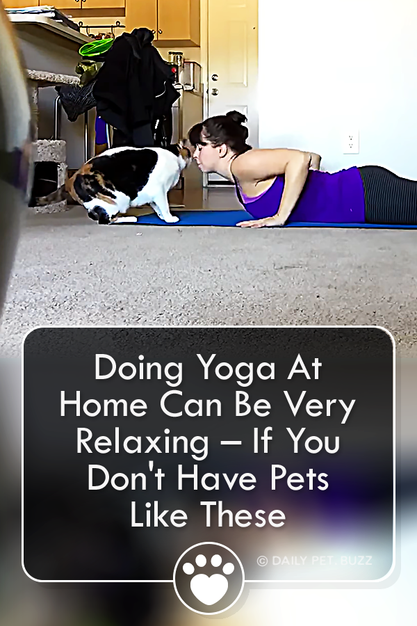 Doing Yoga At Home Can Be Very Relaxing – If You Don\'t Have Pets Like These