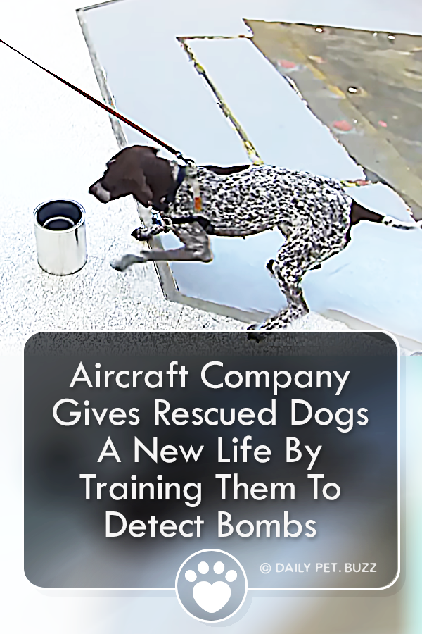 Aircraft Company Gives Rescued Dogs A New Life By Training Them To Detect Bombs