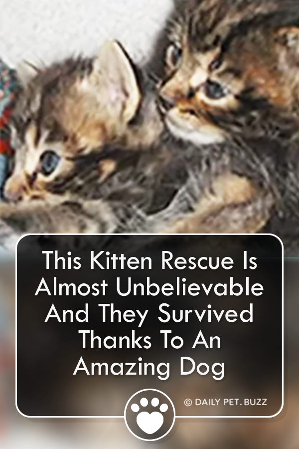 This Kitten Rescue Is Almost Unbelievable And They Survived Thanks To An Amazing Dog