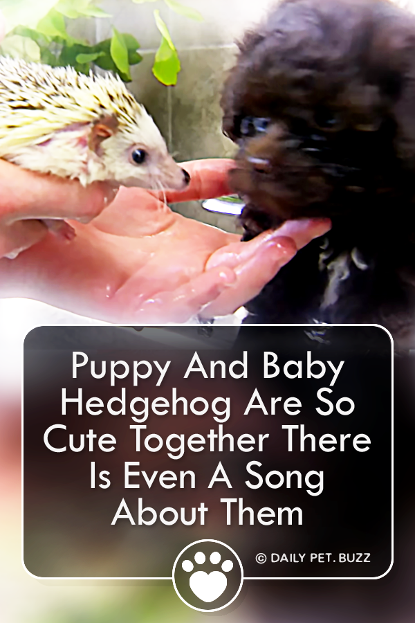 Puppy And Baby Hedgehog Are So Cute Together There Is Even A Song About Them