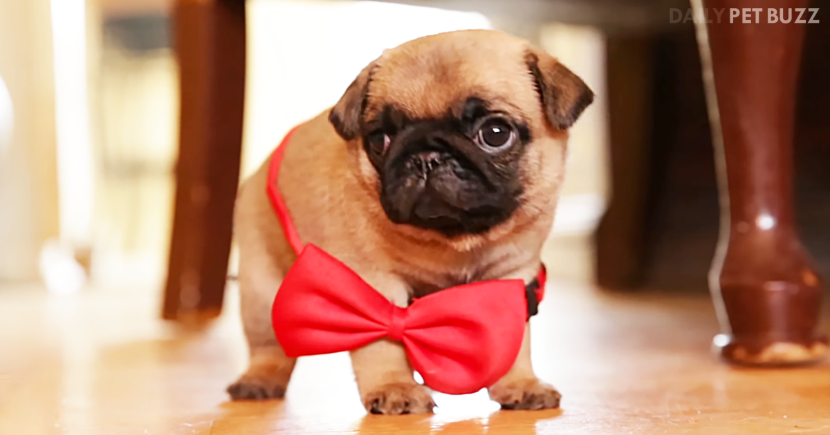 Darling Pug Puppy Proves What We Have Always Known To Be True – Bow Ties Are Cool