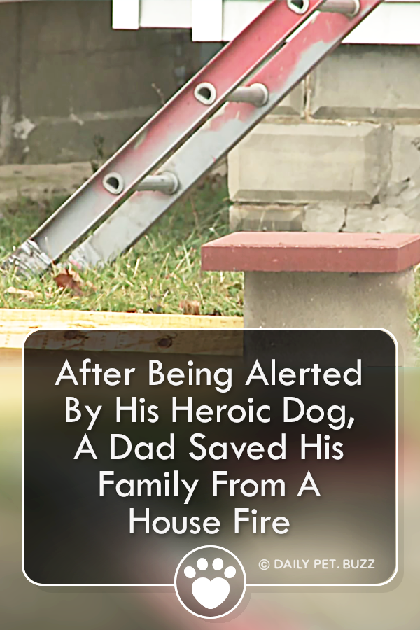 After Being Alerted By His Heroic Dog, A Dad Saved His Family From A House Fire