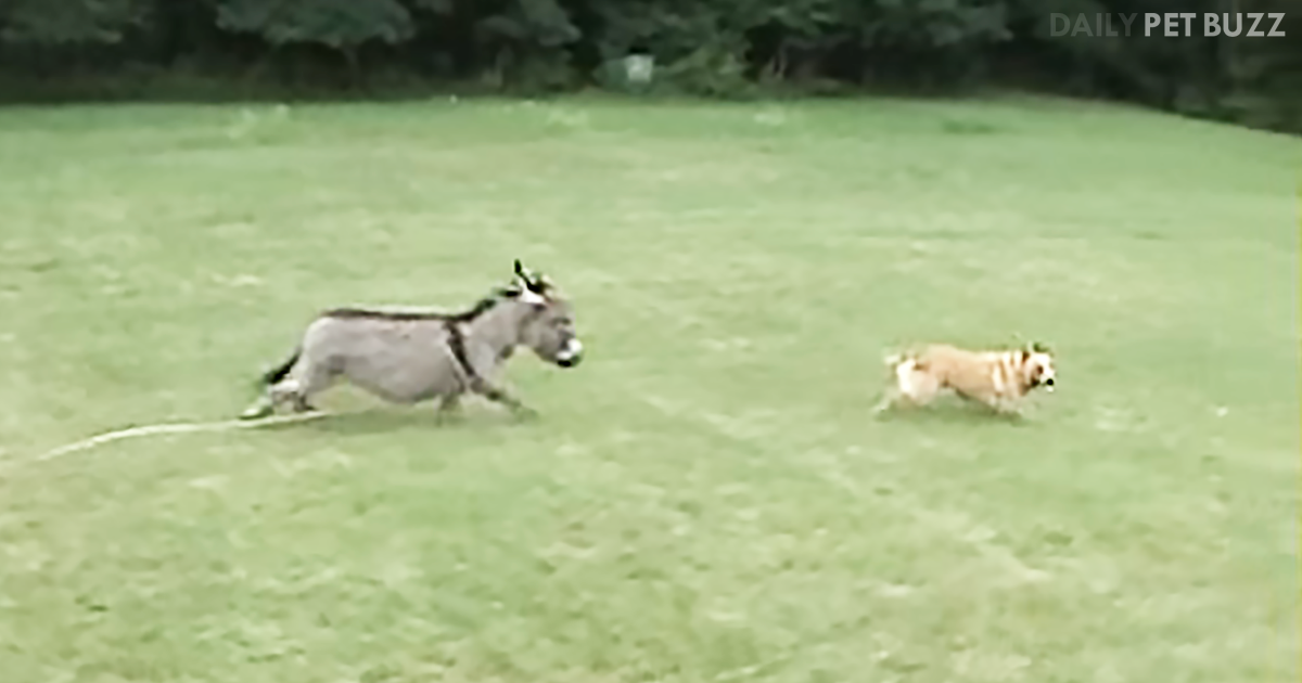 Darling Dog And His Donkey Buddy Run Circles Around Each Other In The Grass