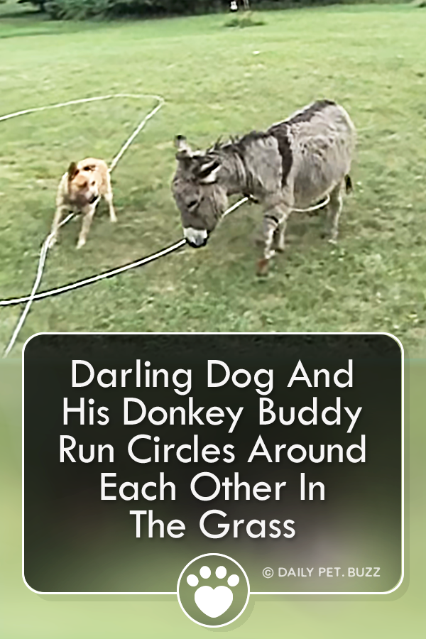 Darling Dog And His Donkey Buddy Run Circles Around Each Other In The Grass