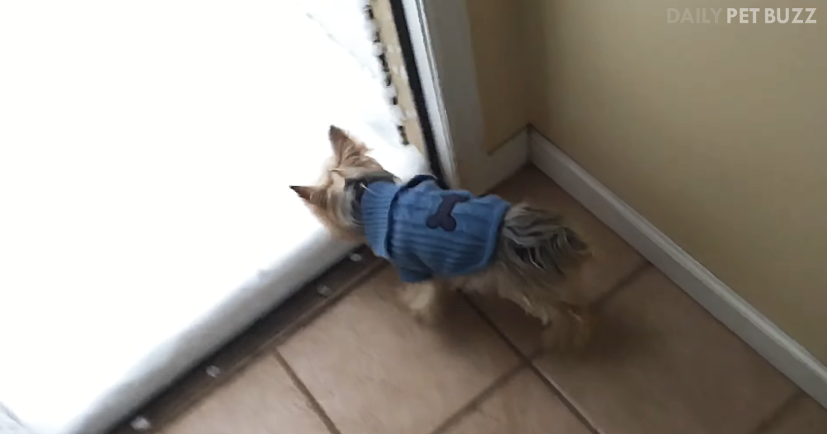 Hilarious Terrier Quite Emphatically Says No To The Snow