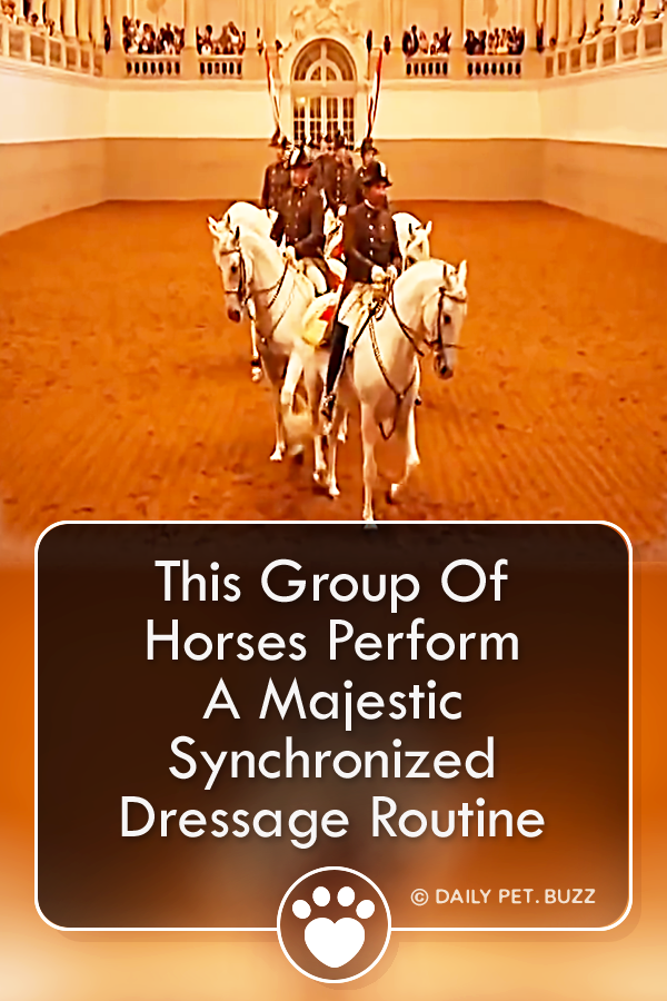 This Group Of Horses Perform A Majestic Synchronized Dressage Routine