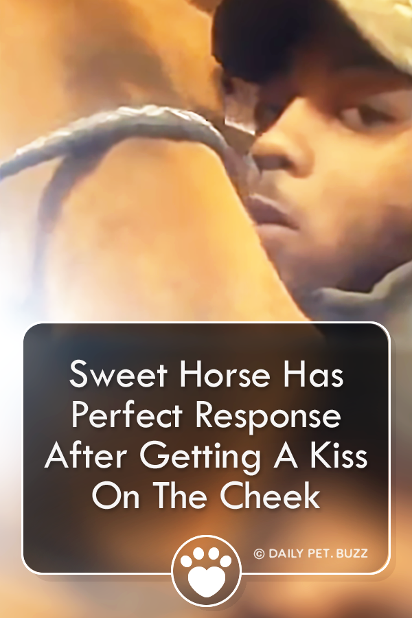 Sweet Horse Has Perfect Response After Getting A Kiss On The Cheek