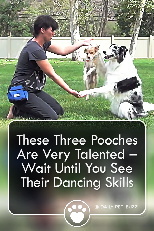 These Three Pooches Are Very Talented – Wait Until You See Their Dancing Skills