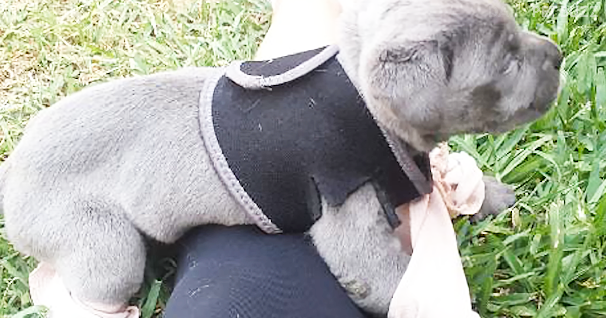 Young Pup Faces Euthanasia Before This Rescue Group Comes Along And Saves The Day