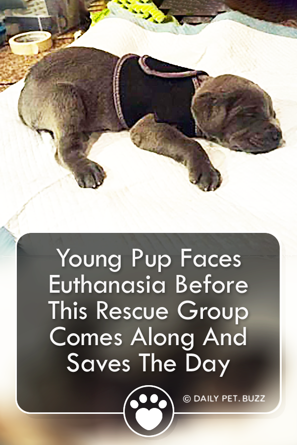 Young Pup Faces Euthanasia Before This Rescue Group Comes Along And Saves The Day
