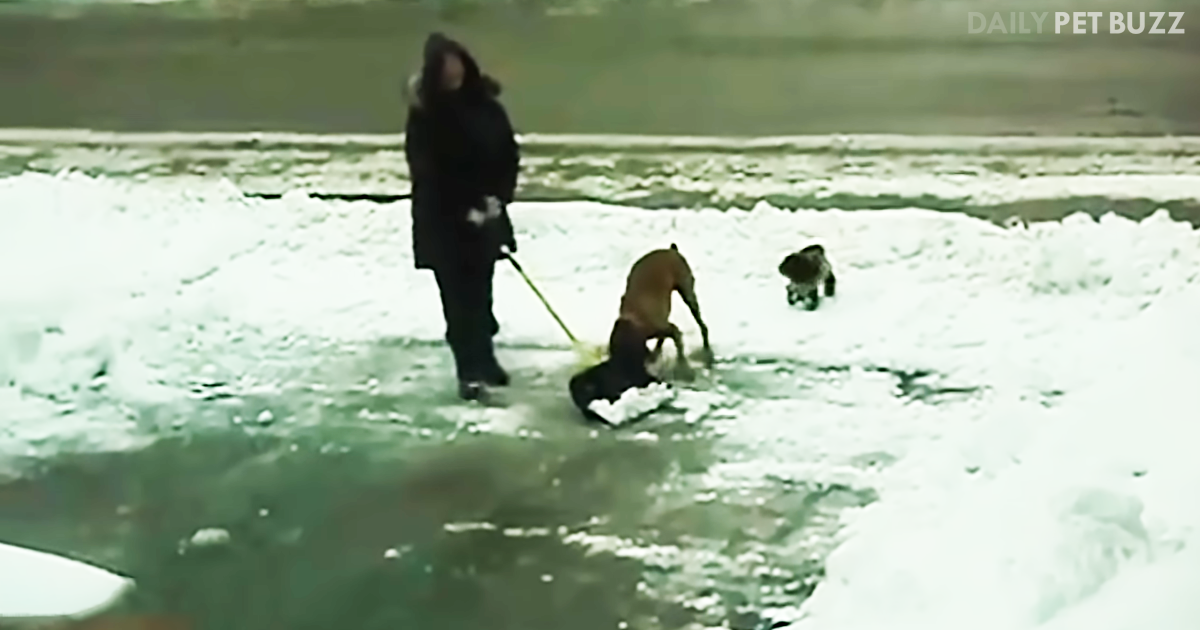 This Compilation of Dogs 'Helping' Their Parents Shovel Snow Will Have You Laughing All Winter