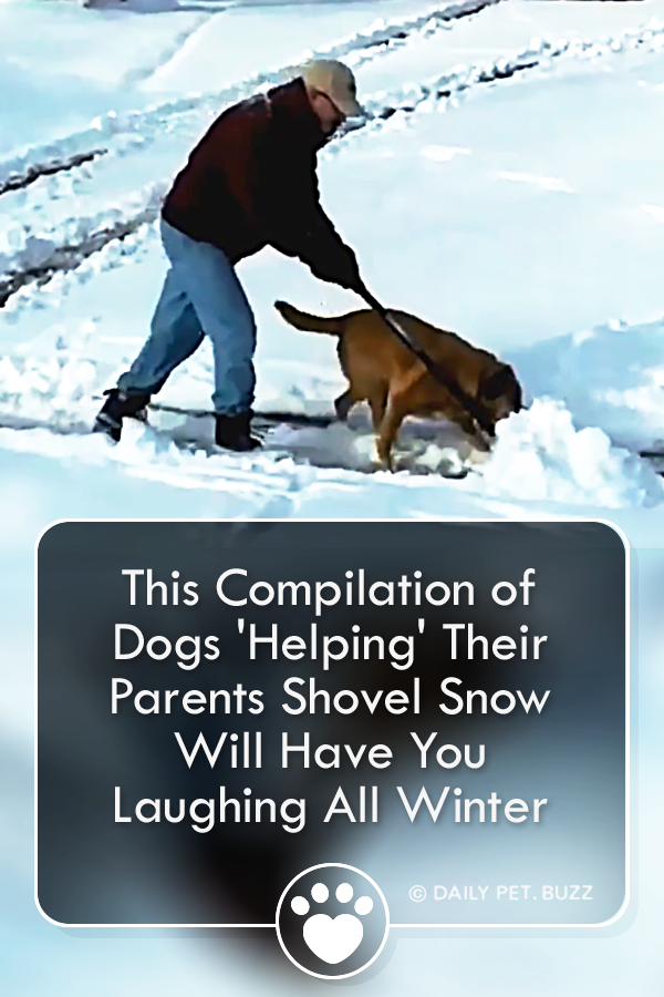 This Compilation of Dogs \'Helping\' Their Parents Shovel Snow Will Have You Laughing All Winter