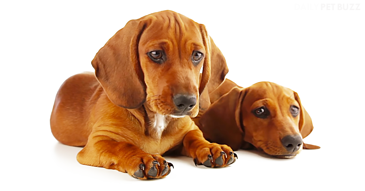 If You Don't Already Adore Dachshunds, You Surely Will By The End Of This Video