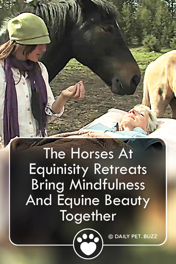 The Horses At Equinisity Retreats Bring Mindfulness And Equine Beauty Together