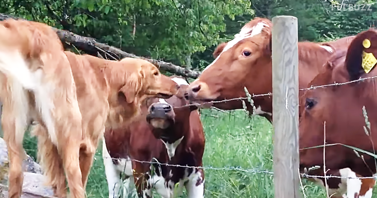 Sweet Retriever Spends His Mornings With His Three Cow Best Friends