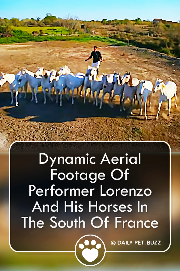 Dynamic Aerial Footage Of Performer Lorenzo And His Horses In The South Of France