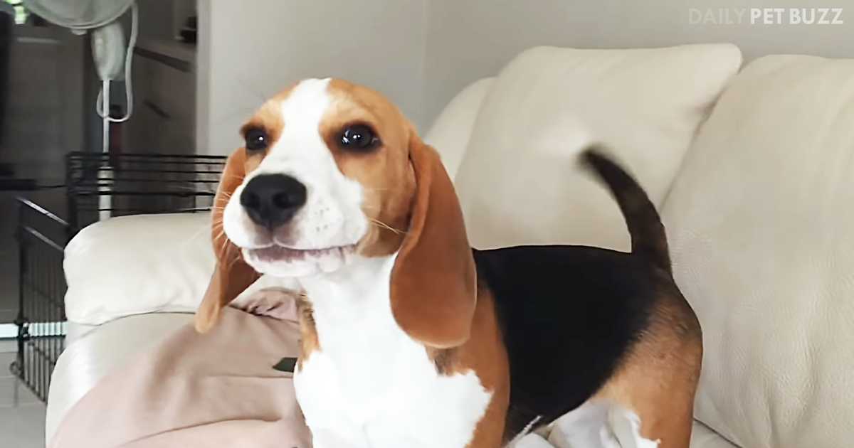 Adorable Beagle Tries To Imitate Mom's Howling And It Is A Hoot
