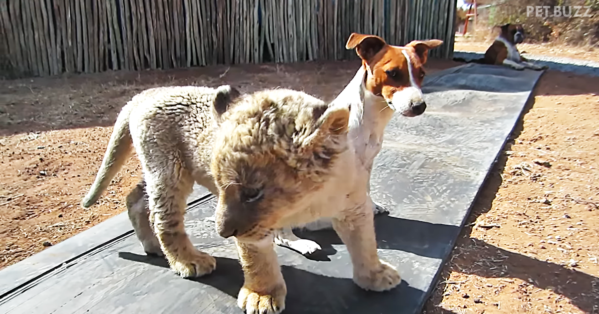 Abandoned White Lion Cub Becomes Besties With The Sanctuary Dog