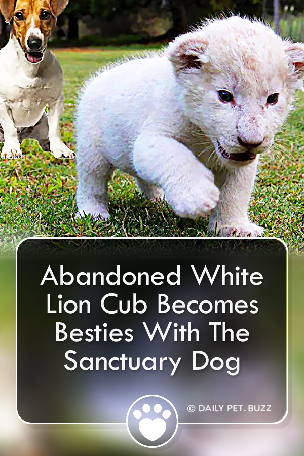 Abandoned White Lion Cub Becomes Besties With The Sanctuary Dog
