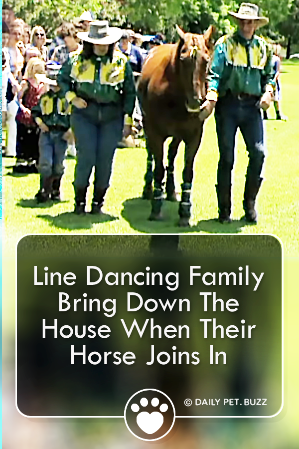 Line Dancing Family Bring Down The House When Their Horse Joins In