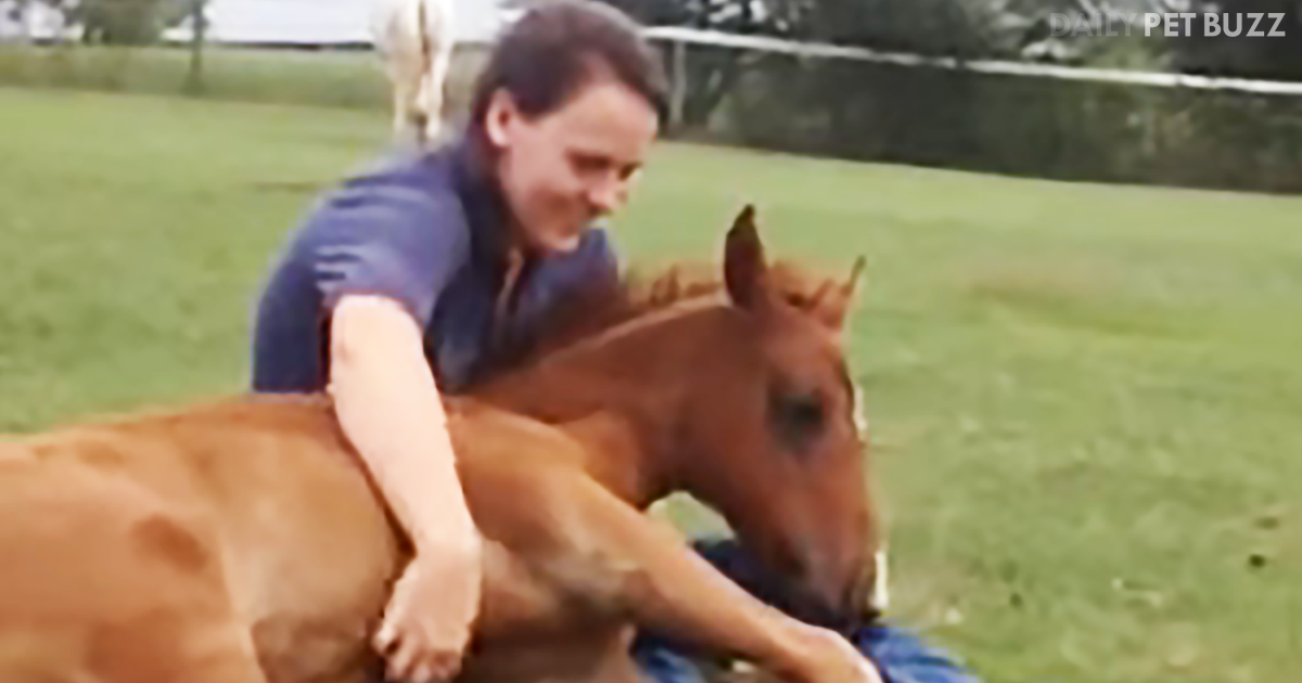 This Silly Foal Thinks She Is A Lap Dog And Just Likes To Curl Up For Cuddles