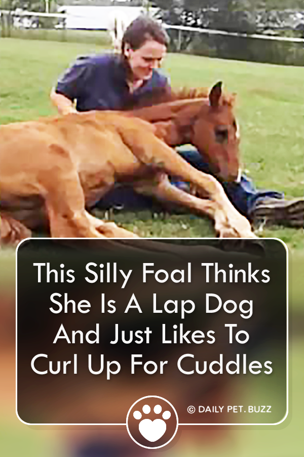 This Silly Foal Thinks She Is A Lap Dog And Just Likes To Curl Up For Cuddles
