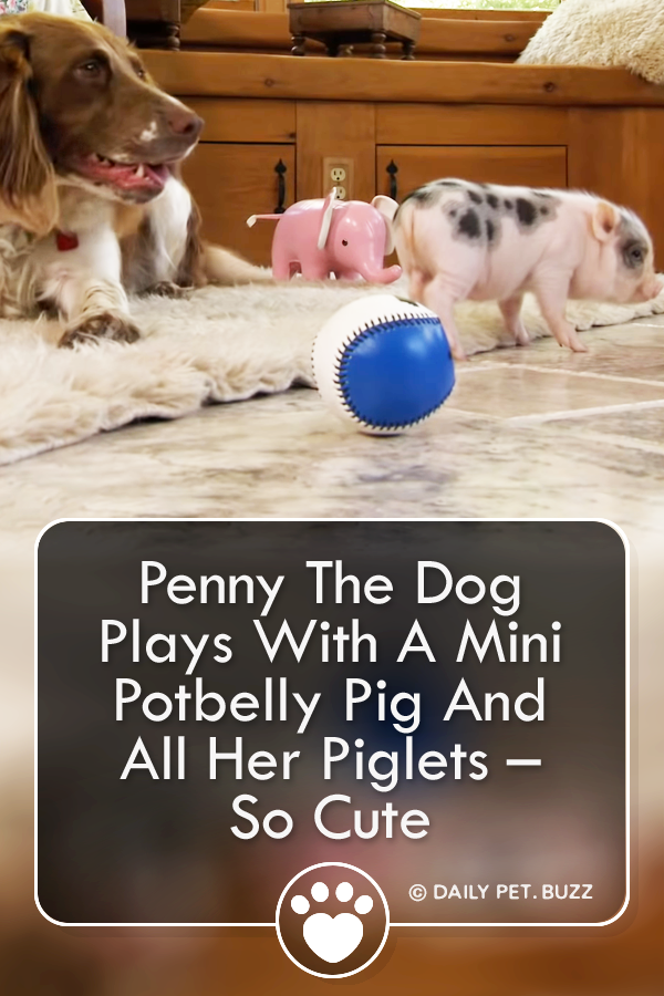 Penny The Dog Plays With A Mini Potbelly Pig And All Her Piglets – So Cute