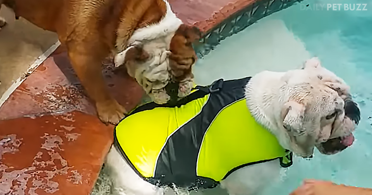 This Protective Bulldog Doesn't Want Her Brother To Drown And Steps In To Save Him