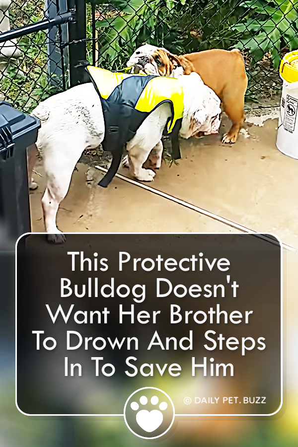 This Protective Bulldog Doesn\'t Want Her Brother To Drown And Steps In To Save Him