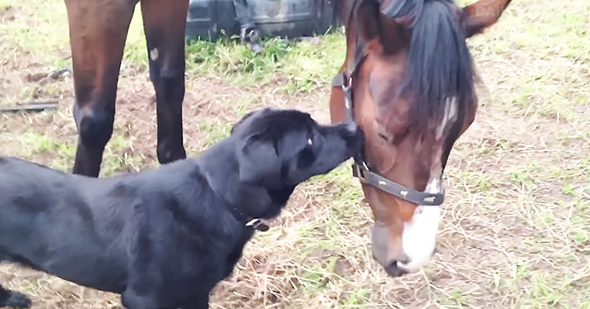 Sweet Black Labrador Loves Playing In The Paddock With His Horse Buddy