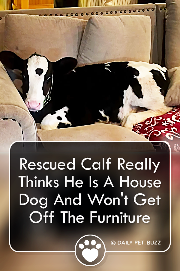 Rescued Calf Really Thinks He Is A House Dog And Won\'t Get Off The Furniture