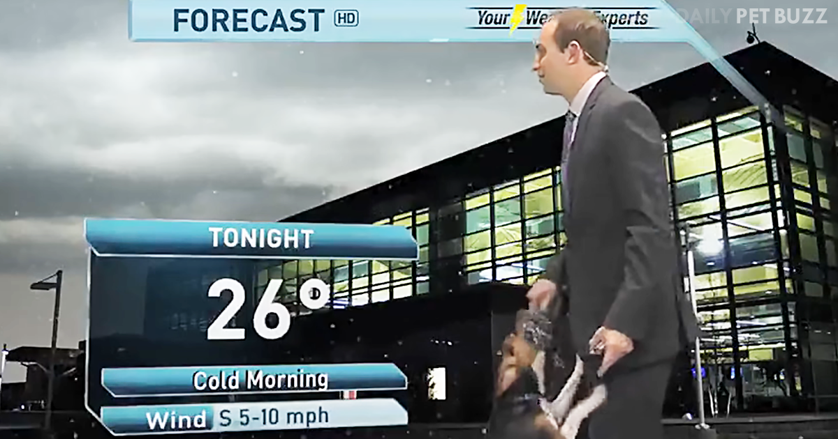 Griffey The Weather Dog Loves Playing Fetch Even On Live Television