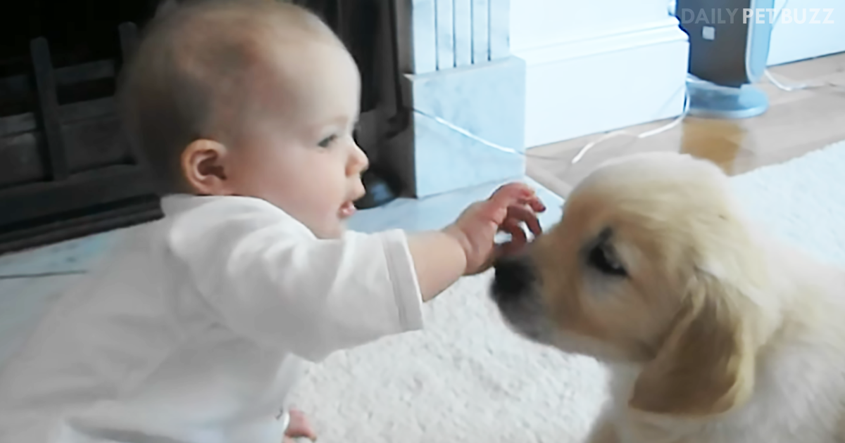 Adorable Baby Girl And Little Puppy Meet For The First Time And It Is Pure Love