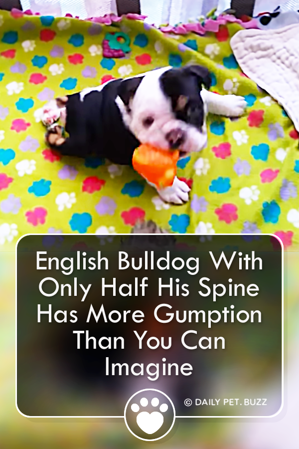 English Bulldog With Only Half His Spine Has More Gumption Than You Can Imagine
