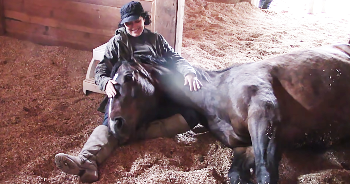 If You Visit Equinisity Retreat You Can Cuddle Up For A Nap With The Horses