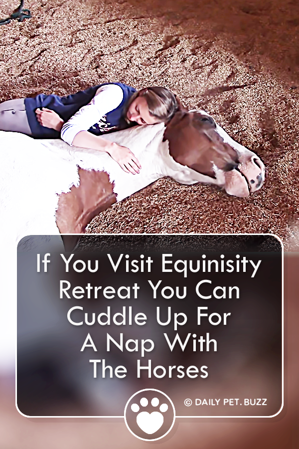 If You Visit Equinisity Retreat You Can Cuddle Up For A Nap With The Horses
