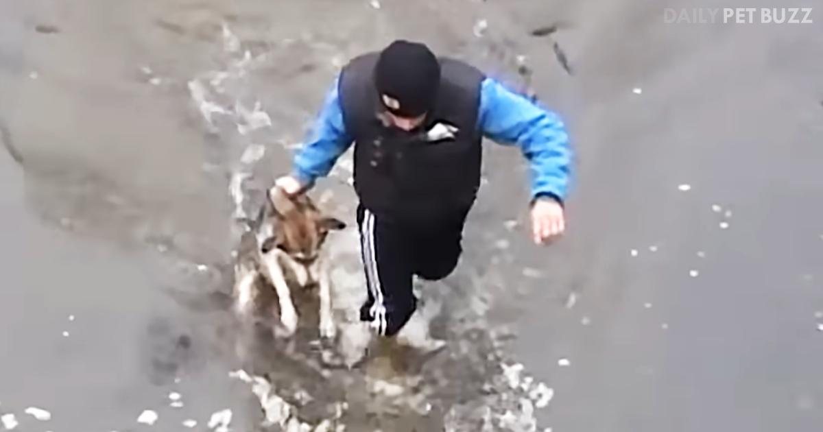 Heroic Animal Rescues Will Restore Your Faith In Humanity In Under Four Minutes