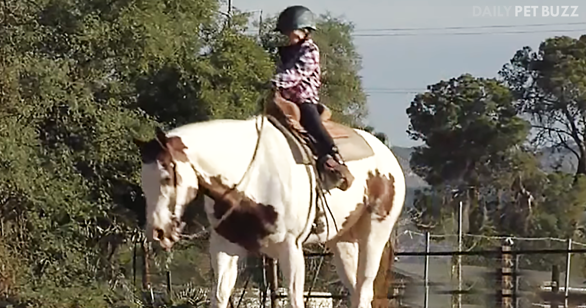 This Tiny Six-Year-Old-Girl Is A Big Star In Showmanship With Her Horse Best Friend Puffy