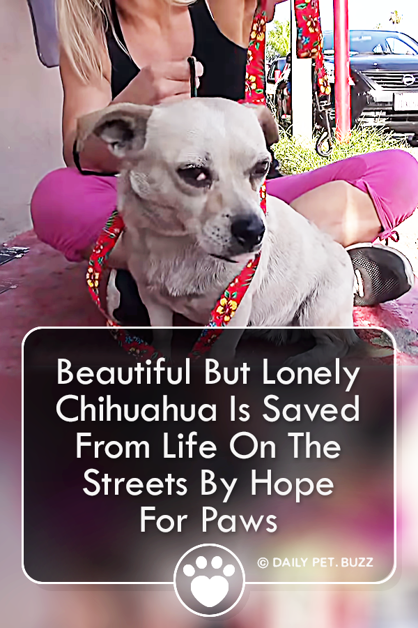 Beautiful But Lonely Chihuahua Is Saved From Life On The Streets By Hope For Paws
