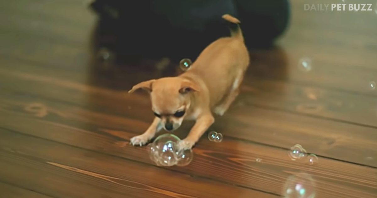 There Is Nothing That Says Happy Like This Chihuahua Chasing Bubbles