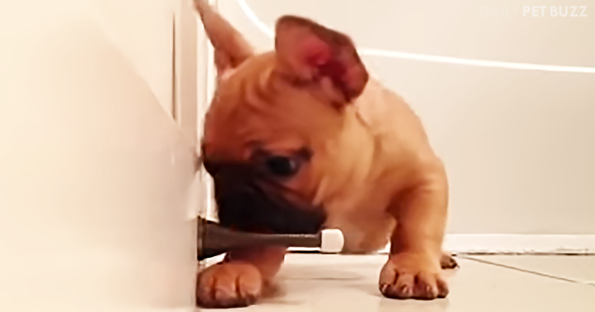 Puppies And Doorstoppers Are Always Cute But This French Bulldog Puppy May Be My Favorite