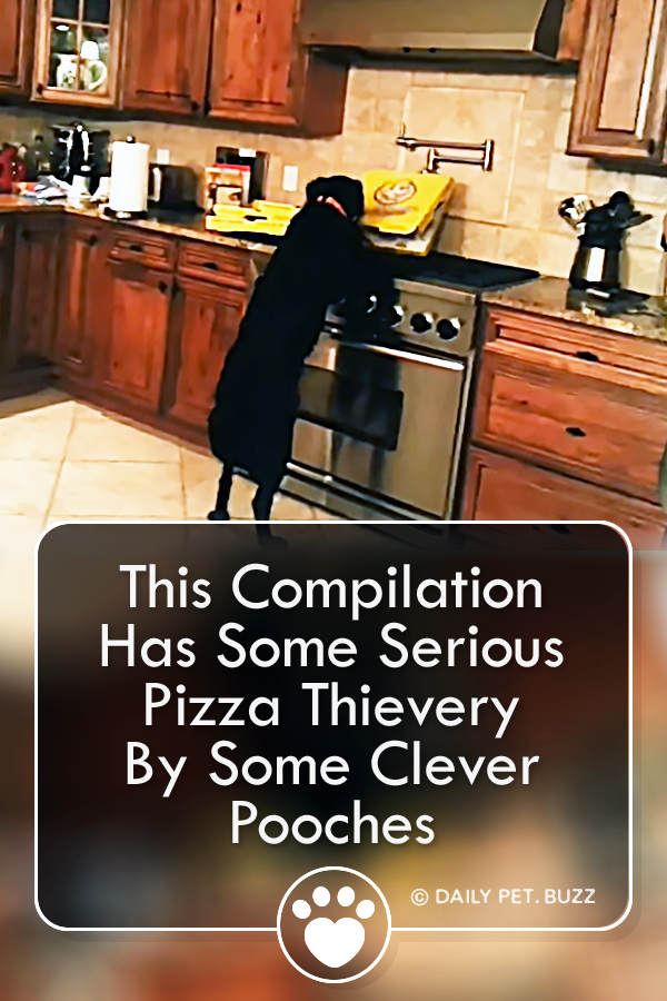This Compilation Has Some Serious Pizza Thievery By Some Clever Pooches