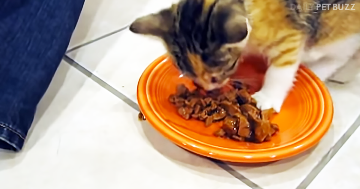 This Kitten Goes To The Most Hysterical Lengths To Protect His Food