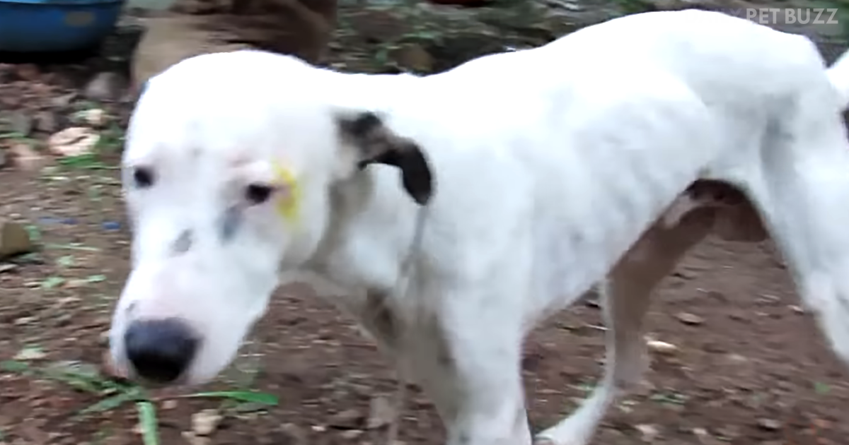 Indian Rescue Group Saves Paralyzed Street Dog And His Transformation Is Jaw-Dropping