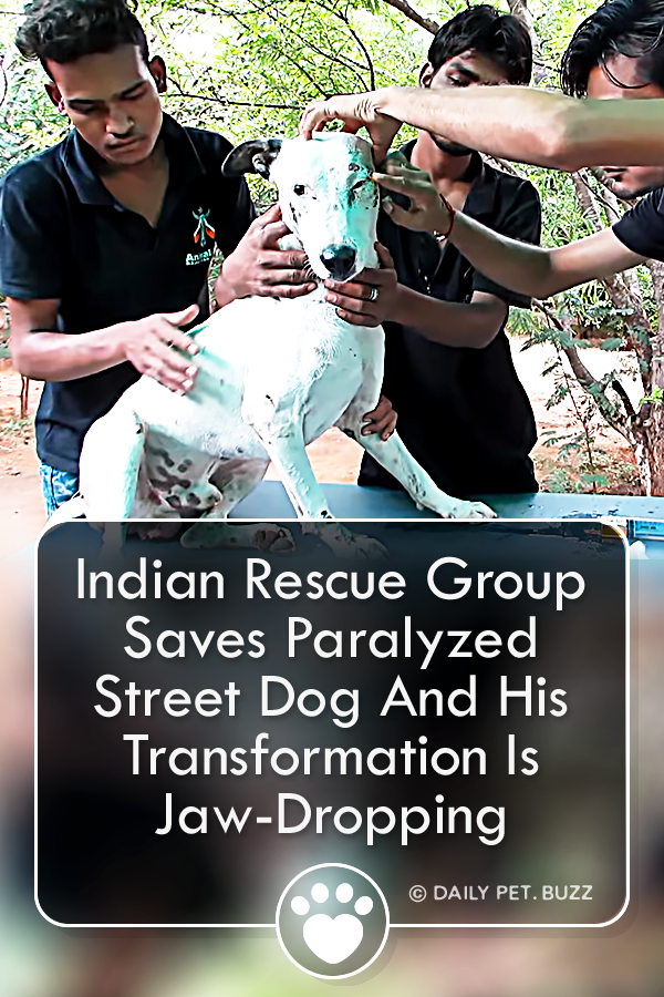 Indian Rescue Group Saves Paralyzed Street Dog And His Transformation Is Jaw-Dropping