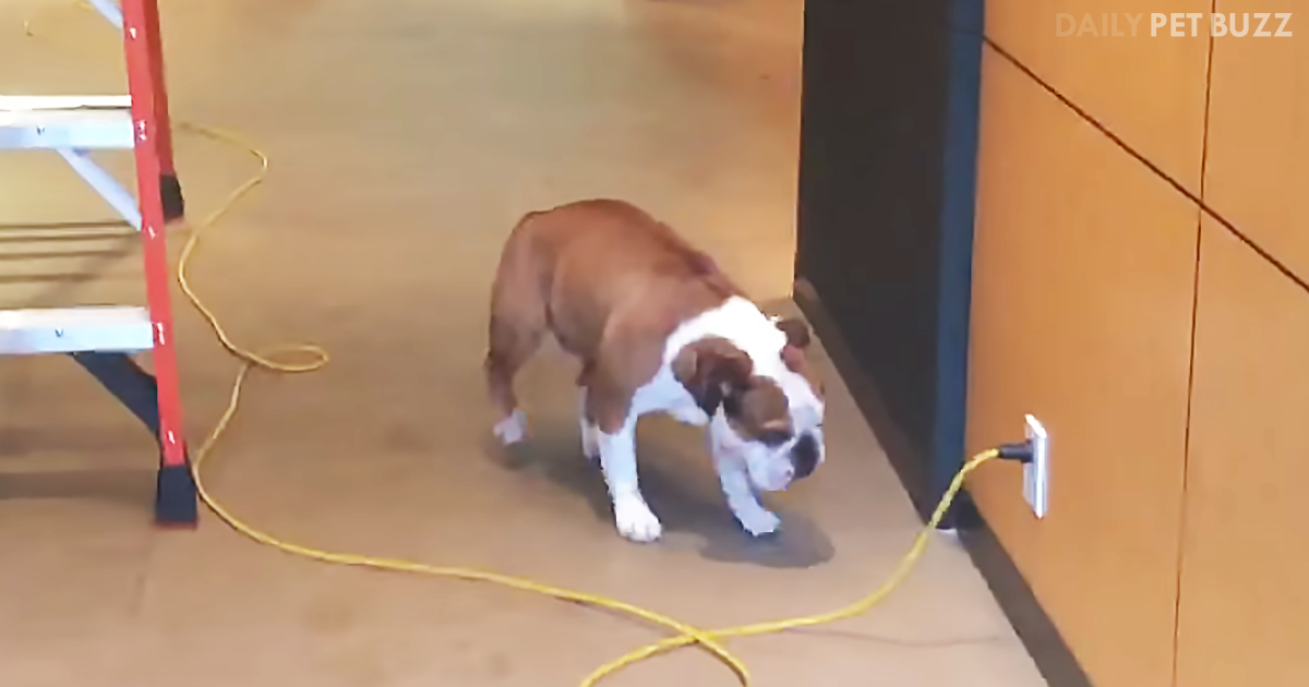 Irrational Fears Lead To Unique Solutions As This Bulldog Proves When He Can't Get Over The Cord On The Floor