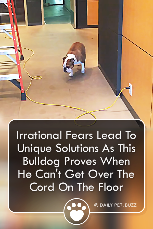 Irrational Fears Lead To Unique Solutions As This Bulldog Proves When He Can\'t Get Over The Cord On The Floor