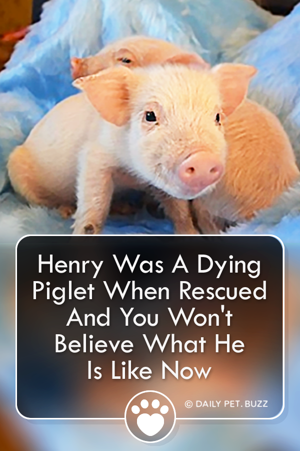 Henry Was A Dying Piglet When Rescued And You Won\'t Believe What He Is Like Now