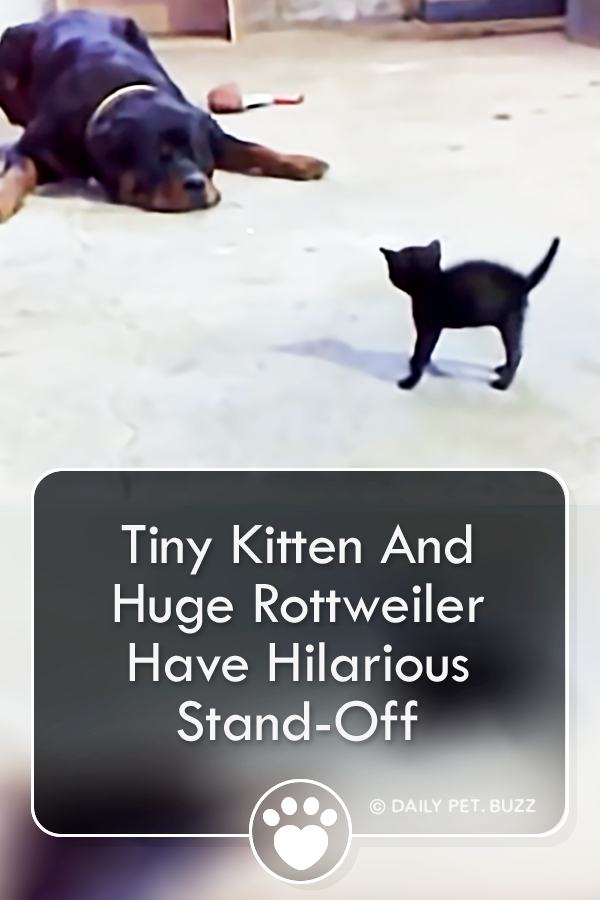 Tiny Kitten And Huge Rottweiler Have Hilarious Stand-Off