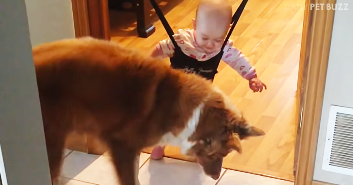 Family Dog Hilariously Hops Along With The Baby In The Jolly Jumper